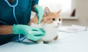 how often should you take your cat to the vet