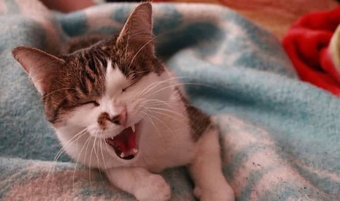 cat-keeps-sneezing