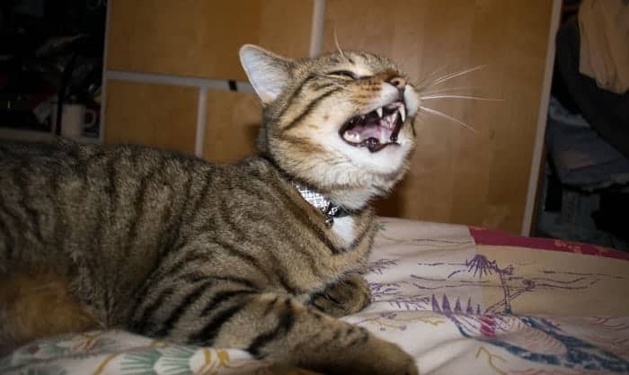 cat-sneezing-a-lot