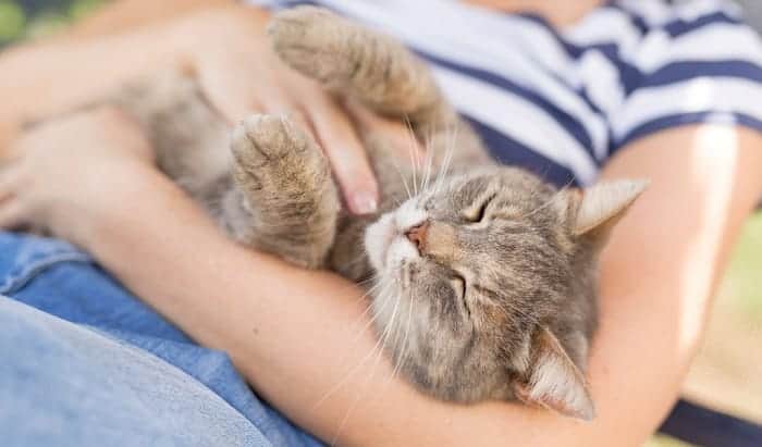 cats-sleep-on-you