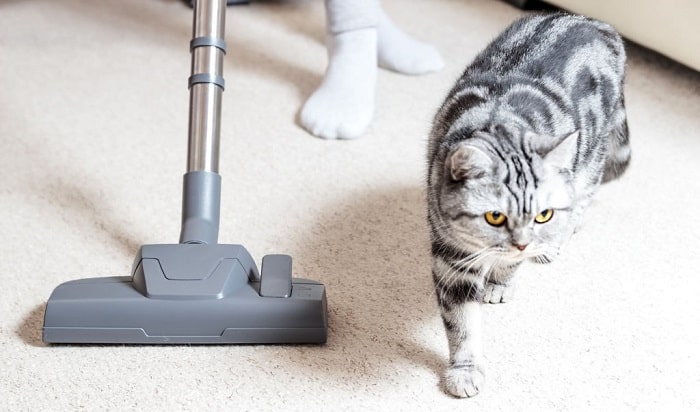 get-rid-of-cat-pee-smell-in-carpet