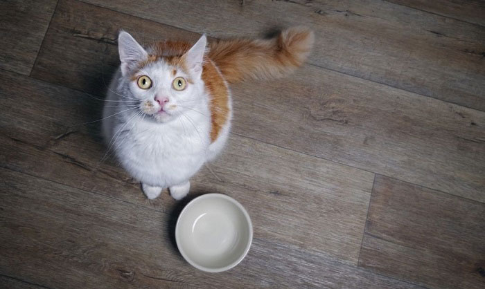 how-long-can-a-cat-go-without-eating