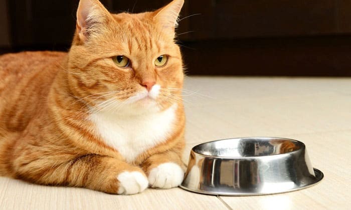 How Long Can Cats Go Without Food and Water?