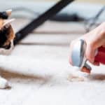 how to get cat pee smell out of carpet