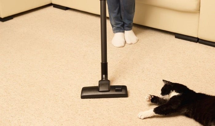 how-to-remove-cat-urine-smell-from-carpets