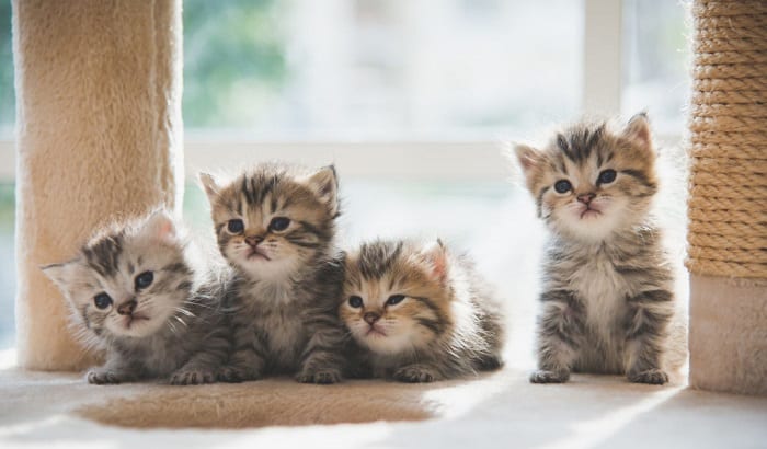 kittens-in-a-litter