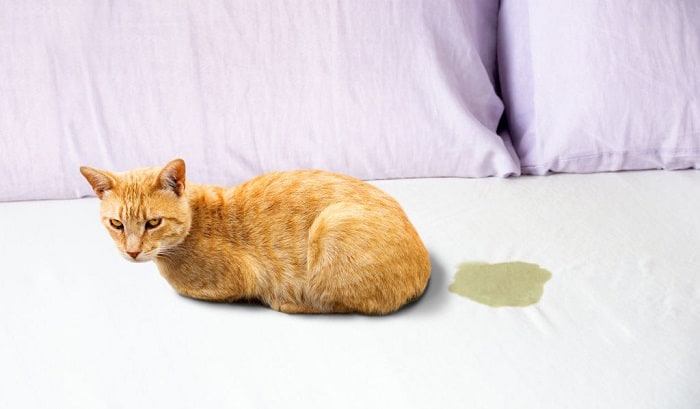 Why Is My Cat Peeing On My Bed? – 7 Main Reasons