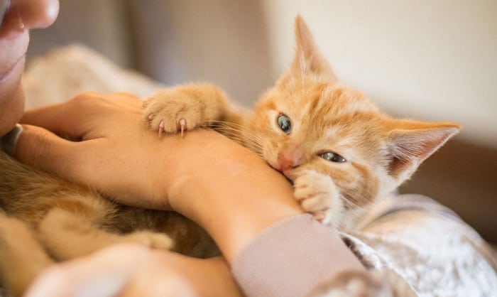cat-bites-when-petting