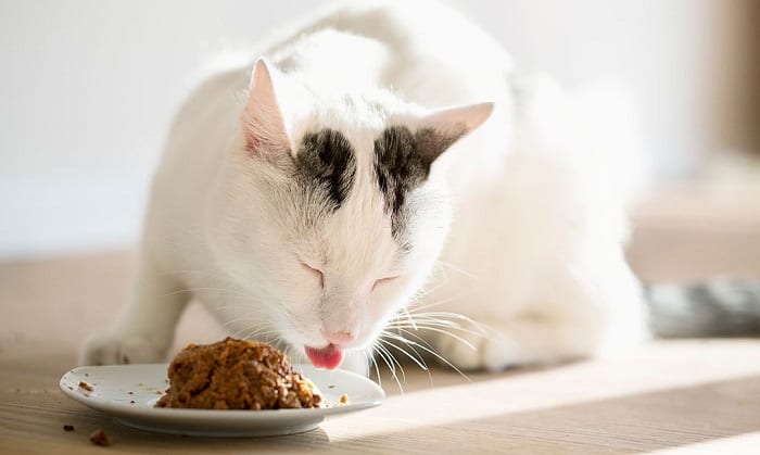 cat-feeding-guide-wet-and-dry