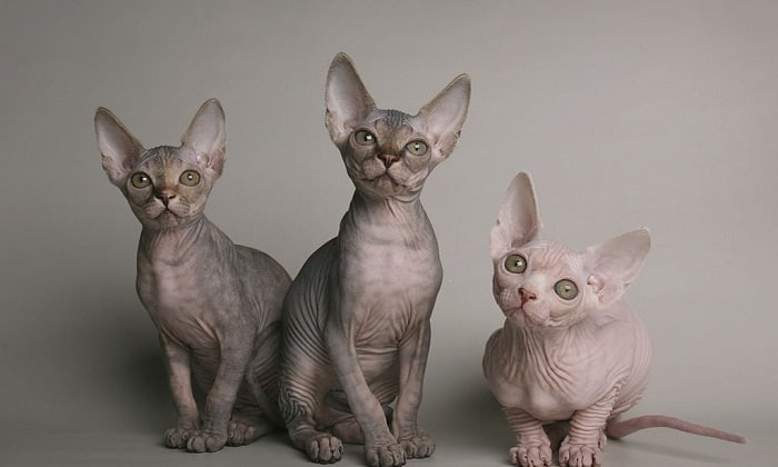 cost-of-hairless-cat