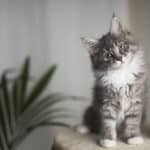 how much do maine coon kittens cost