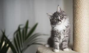 how much do maine coon kittens cost