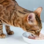 how much wet food should i feed my cat