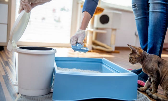 how often should you change cat litter