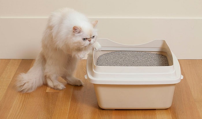 how-often-to-change-clumping-litter
