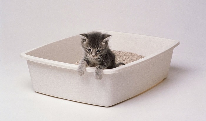 how-often-to-clean-litter-box