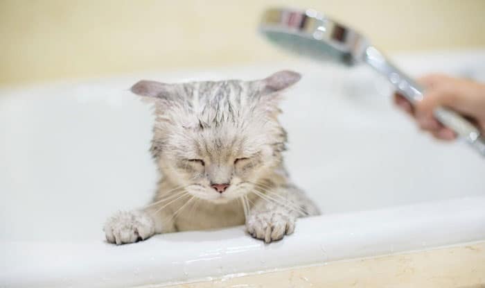 give-your-cat-a-bath