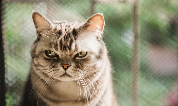 How Long Does a Cat Hold a Grudge? - Way to Apologize a Cat