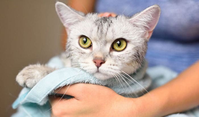 how-often-should-you-wash-your-cat