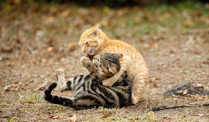 How to Stop My Cat From Bullying My Other Cat? – 6 Tips