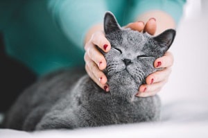 best-spots-to-pet-a-cat