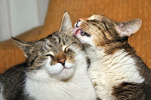 cat-licking-another-cat