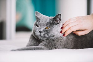 cat-petting-guide