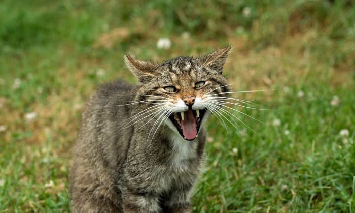 get-rid-of-feral-cats