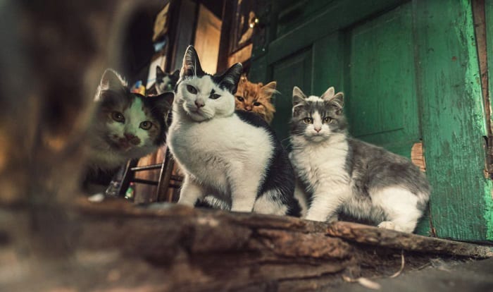 get-rid-of-stray-cats-permanently
