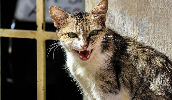 how to get rid of stray feral cats permanently