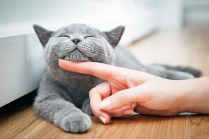 petting-a-kitten