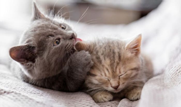 what-does-it-mean-when-cats-lick-each-other