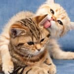 why do cats lick each other