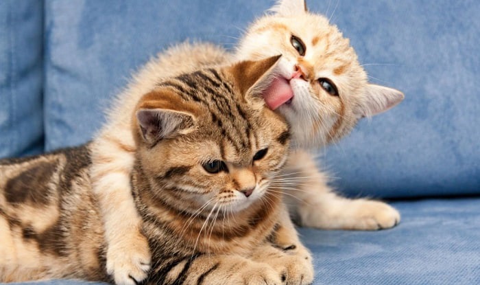 Why Do Cats Lick Each Other? – Discover 4 Reasons Here