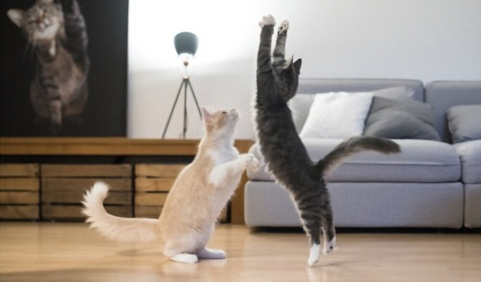 a-cat-jump-horizontally