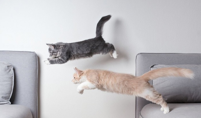 a-house-cat-jump