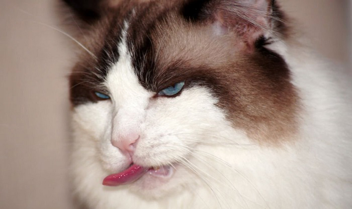cat sticking tongue out repeatedly