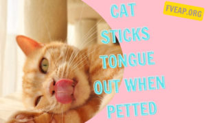cat sticks tongue out when petted