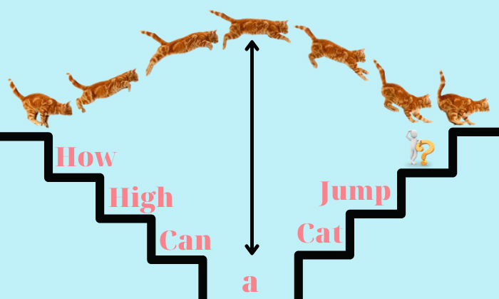 How High Can a Cat Jump? Feline Behavior & More Explained