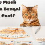 how much does a bengal cat cost