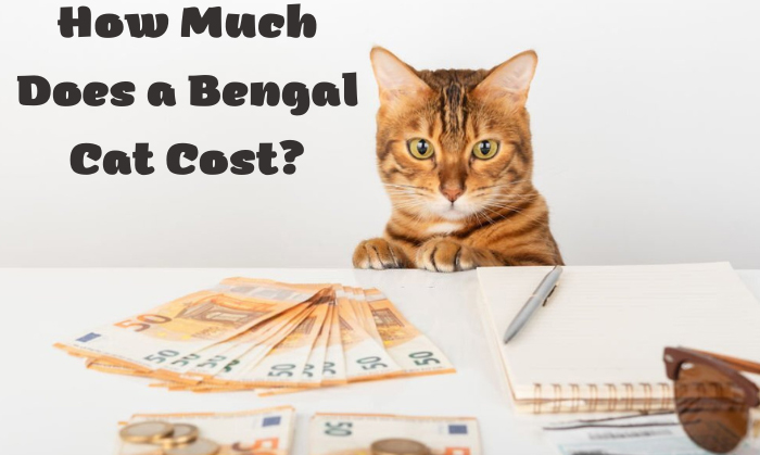 How Much Does a Bengal Cat Cost? Updated Price in 2022