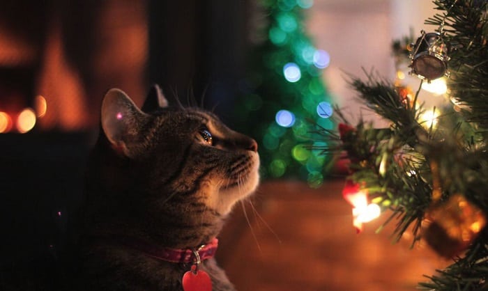 How to Keep Cats Away From Christmas Tree? – 5 Ways