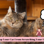 how to stop your cats from scratching your furniture