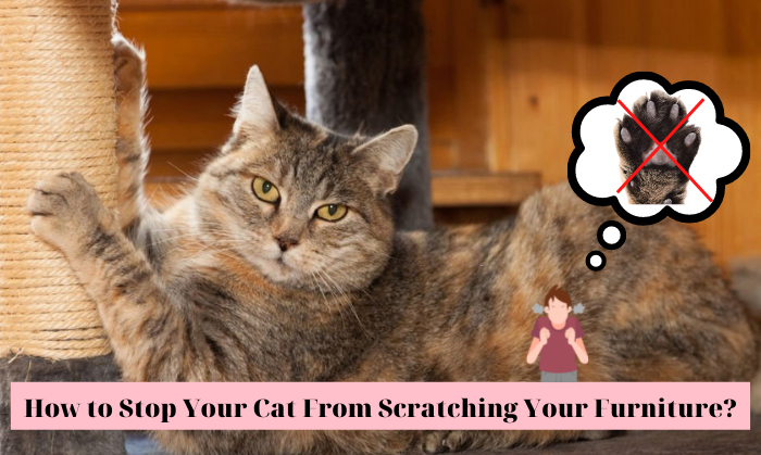 how to stop your cats from scratching your furniture