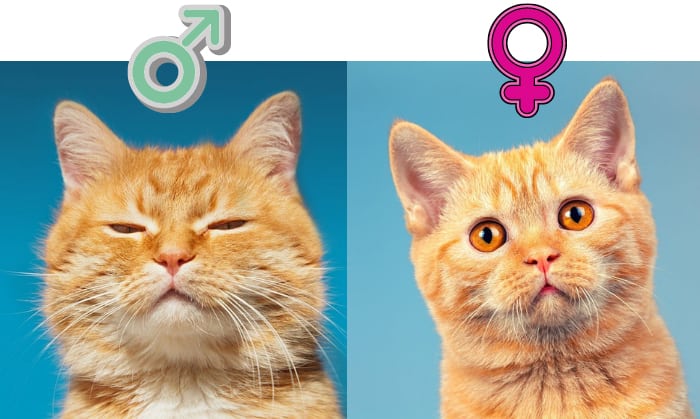 how to tell cat gender by face