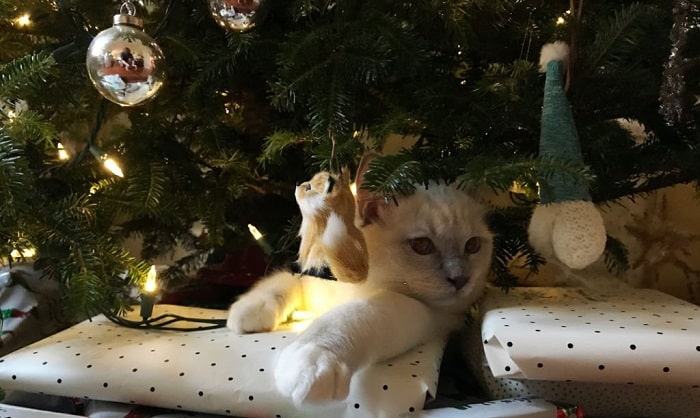 How to Keep Cats Away From Christmas Tree? 5 Ways