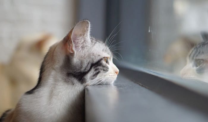 What Do Cats Think About All Day: 4 Interesting Facts