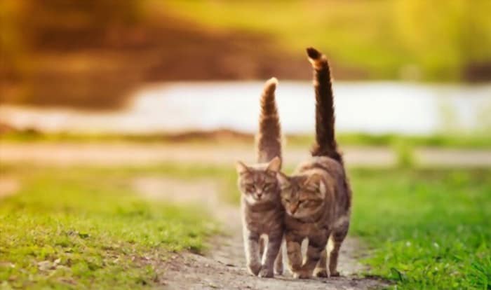 why-do-cats-have-long-tails