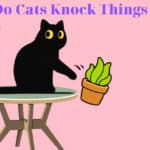 why do cats knock things over