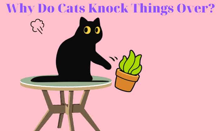 Why Do Cats Knock Things Over? Are They Jerks?